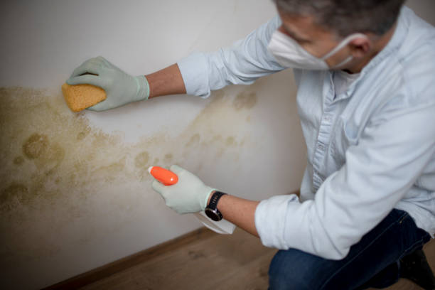 Professional Mold Remediation in Holloman Af, NM