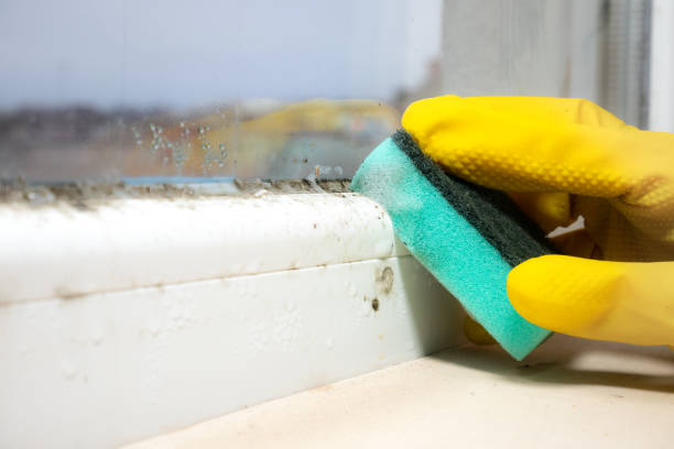 Best White Mold Remediation in Holloman Af, NM