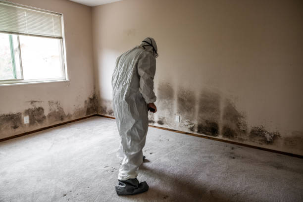 Best Post-Remediation Services in Holloman Af, NM