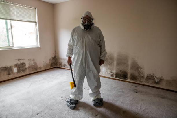 Best Attic Mold Remediation in Holloman Af, NM