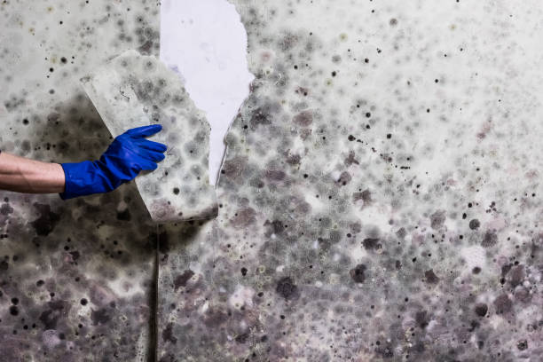 Best Black Mold Remediation in Holloman Af, NM