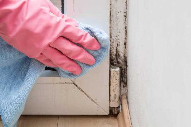 Best Emergency Mold Remediation in Holloman Af, NM
