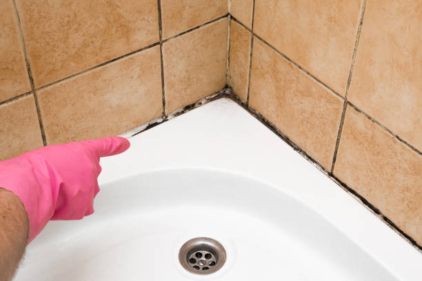 Best Mold Remediation for Specific Building Types in Holloman Af, NM